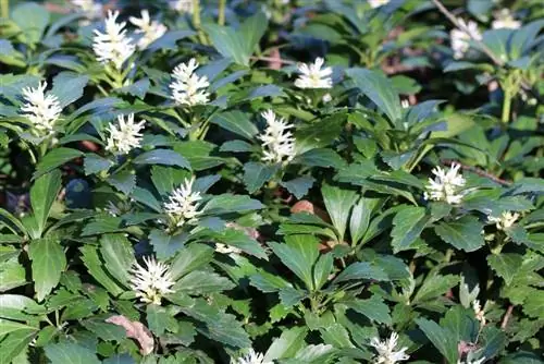 איסנדר - איש שמן - Pachysandra terminalis