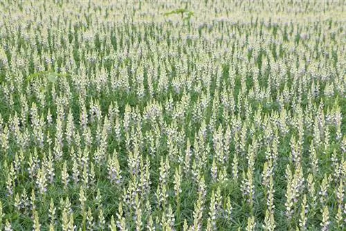 Lupiner i hagen - såing, plassering, stell og formering