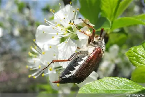 Cockchafer - เมโลลอนธา