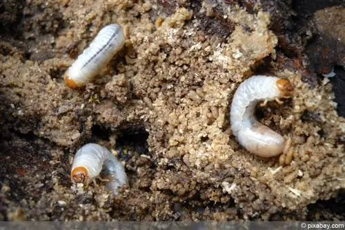 Escarabajo de mayo - Melolontha - larva