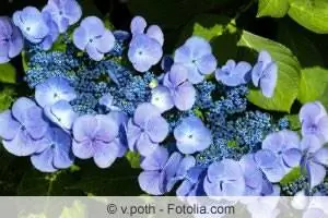 Hortensias bleus et valeur du pH - quel sol convient