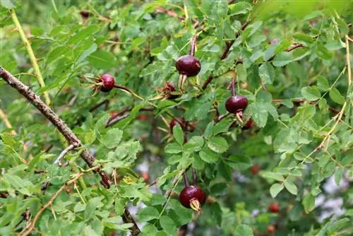 Beavernell gülü - kumul gülü - Rosa pimpinellifolia