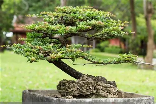 Pruning bonsai - instructions for topiary