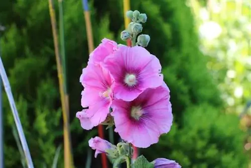 Hollyhocks -leikkaus - leikkaus kukinnan jälkeen?