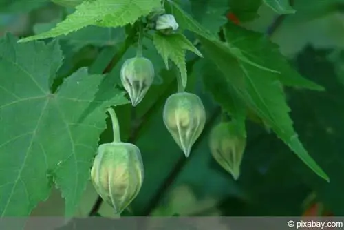 Mallow nzuri - maple ya ndani - Abutilon megapotamicum