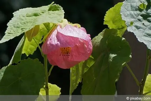 Kaunis malva - sisevaher - Abutilon megapotamicum