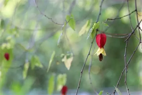 Smuk mallow, indendørs ahorn, Abutilon megapotamicum - pleje