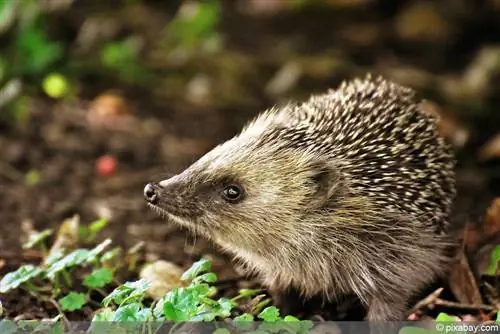 Hedgehog