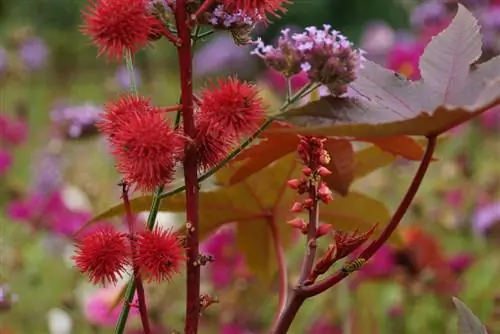 Maharage ya Castor - mti wa miujiza - Ricinus communis