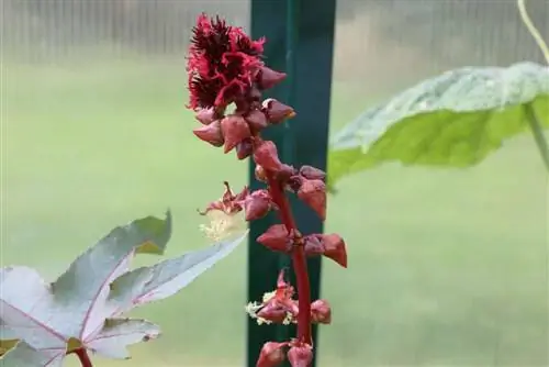 Miracle tree, castor bean plant - mga tip sa pangangalaga at toxicity