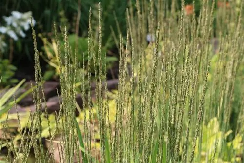 چمن لوله آبی - Molinia caerulea