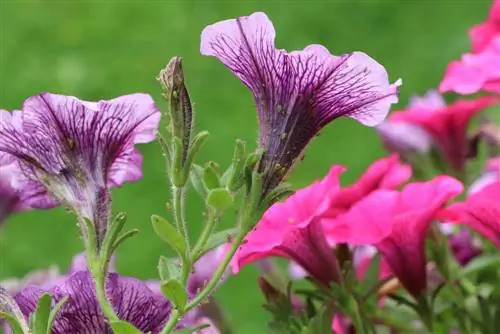 Grow petunias yourself - sowing and propagation