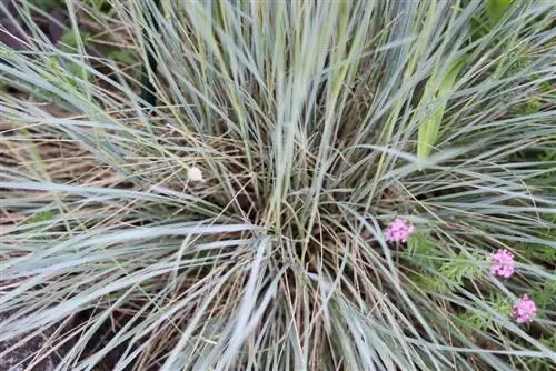 الشوفان النفاث الأزرق - Helictotrichon sempervirens