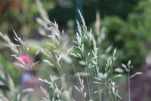 Prenditi cura adeguatamente dell'avena dalla gola blu, Helictotrichon sempervirens