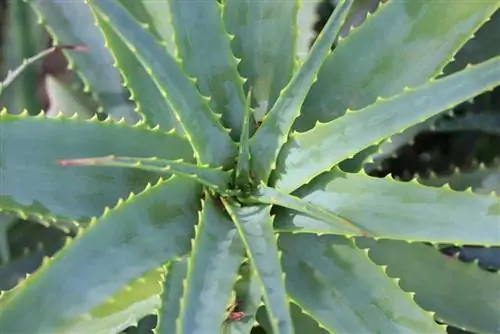 Cape Aloe, Aloe ferox