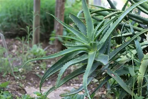 Cape aloe, Aloe ferox