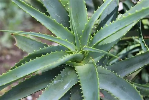 Aloès du Cap, Aloe ferox