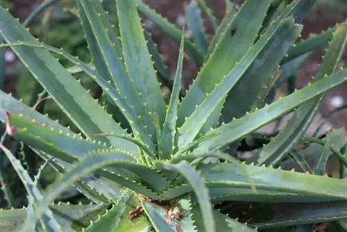 Cape aloe, Aloe ferox - sadnja i njega