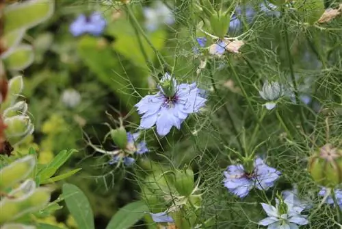 หญิงสาวในชนบท Nigella damascena - การปลูกและการดูแลรักษา