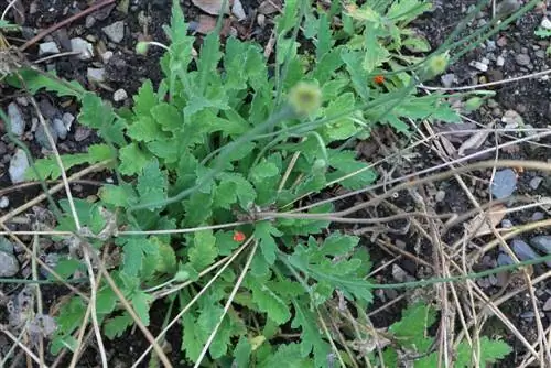 Izlandi mák – Papaver nudicaule