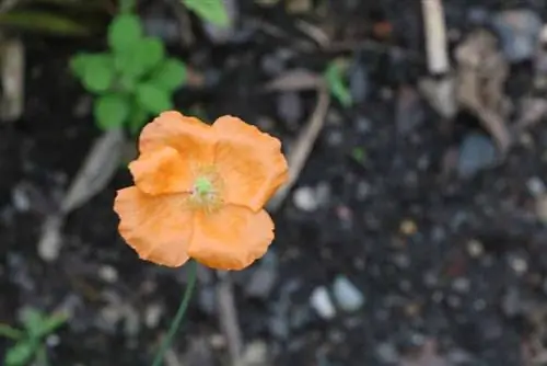 Islandsvalmue - Papaver nudicaule