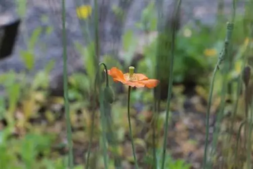 Iceland poppy, Papaver nudicaule - tseb, tu thiab nthuav tawm