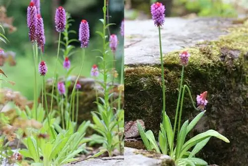 Anggrek primrose - Primula vialii