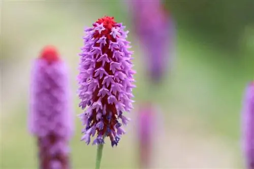 Prímula orquídea - Primula vialii