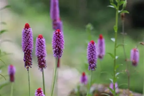 Prímula orquídea, Primula vialii - plantio e cuidado