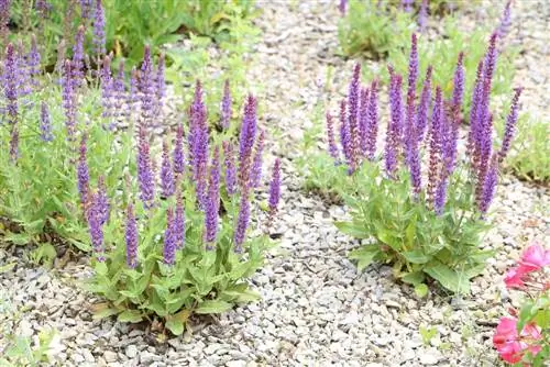 Lehtosalvia, arosalvia, Salvia nemorosa