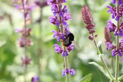 Grove salvie, salvie de stepă, Salvia nemorosa