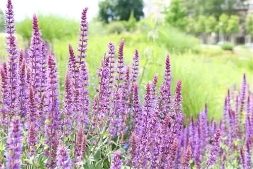 Grove sage, steppe sage, Salvia nemorosa - care and cutting