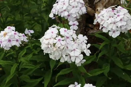 phlox