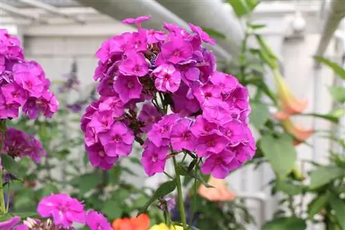 Phlox - location, planting, propagation and cutting