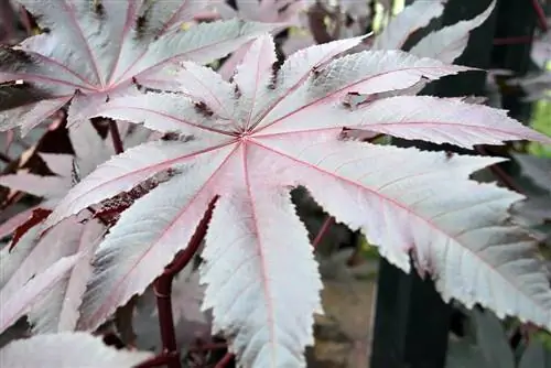 Castor bean - puno ng himala - Ricinus communis