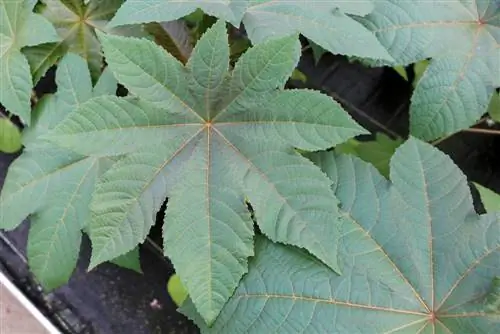 Castor bean - puno ng himala - Ricinus communis