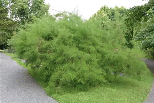 Tamarisk - Tamarix