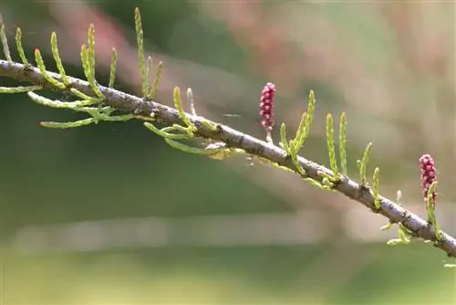 Tamarisk - Tamarix