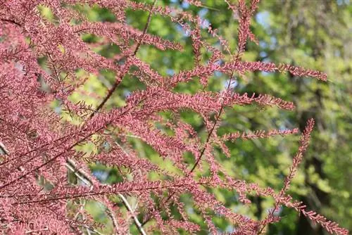 Tamarisk - Tamarix