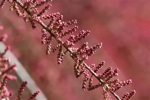 Somer-tamarisk, Tamarix ramosissima Rubra - sorg