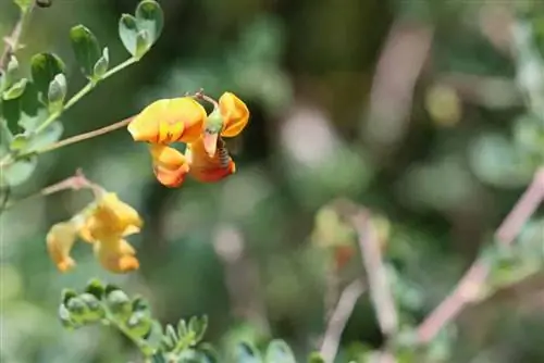 dilaw na bladderbush - Colutea arborescens