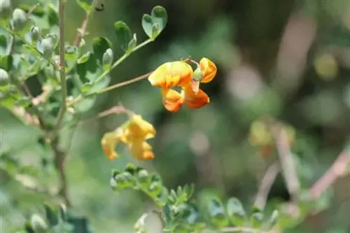 Cuide adequadamente do arbusto bolha amarelo, Colutea arborescens