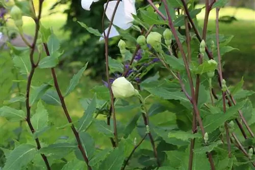 Balónový kvet - Platycodon grandiflorus