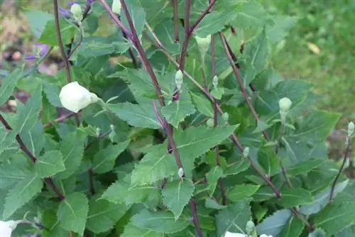 Balloon paj - Platycodon grandiflorus