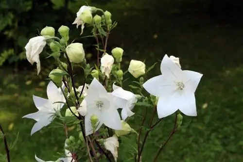 Fiore di palloncino: tutto sulla cura, la propagazione e lo svernamento