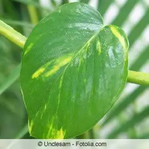 ¿Se pueden cortar las raíces aéreas de Monstera, Rubber Tree & Co?