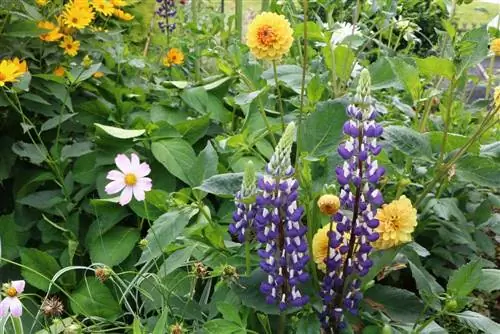 Lupins jaunes et bleus dans le jardin - semis et entretien