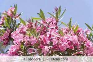 Oleander buta