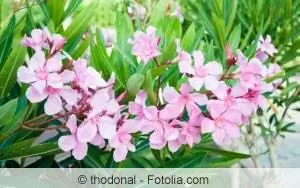 Oleander blommor