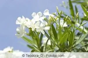 puting oleander